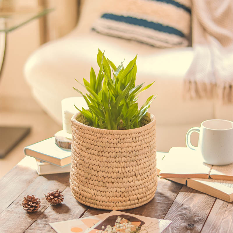 Natural Date Palm Planter