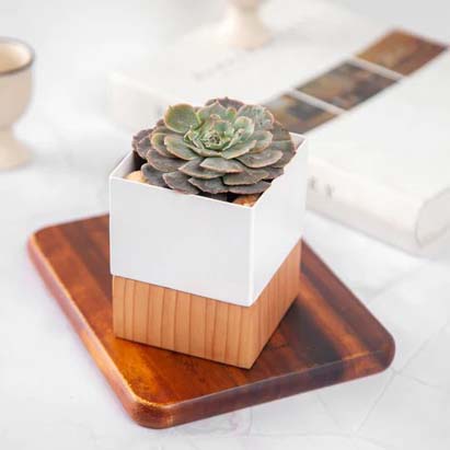 Metal Table Planter with Wooden Base
